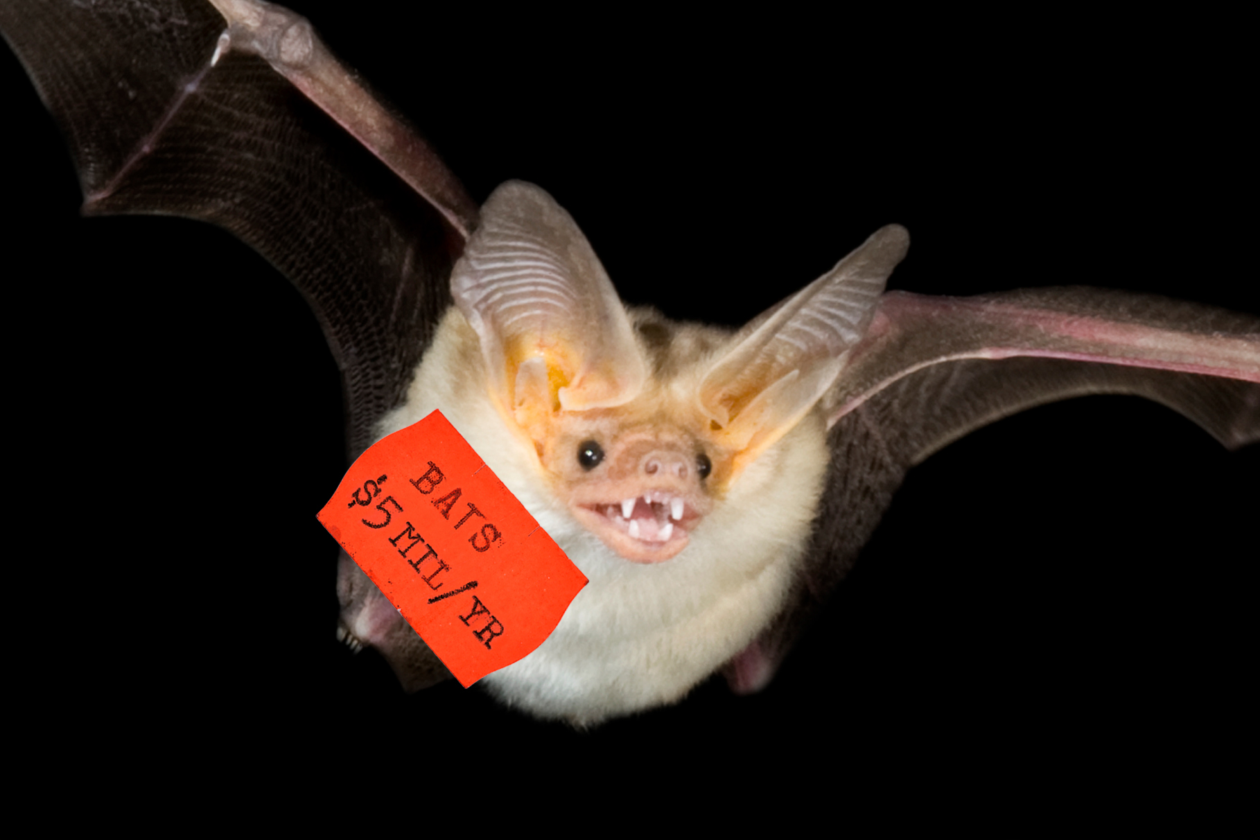 What’s a wild bat worth to you? This economist is asking.