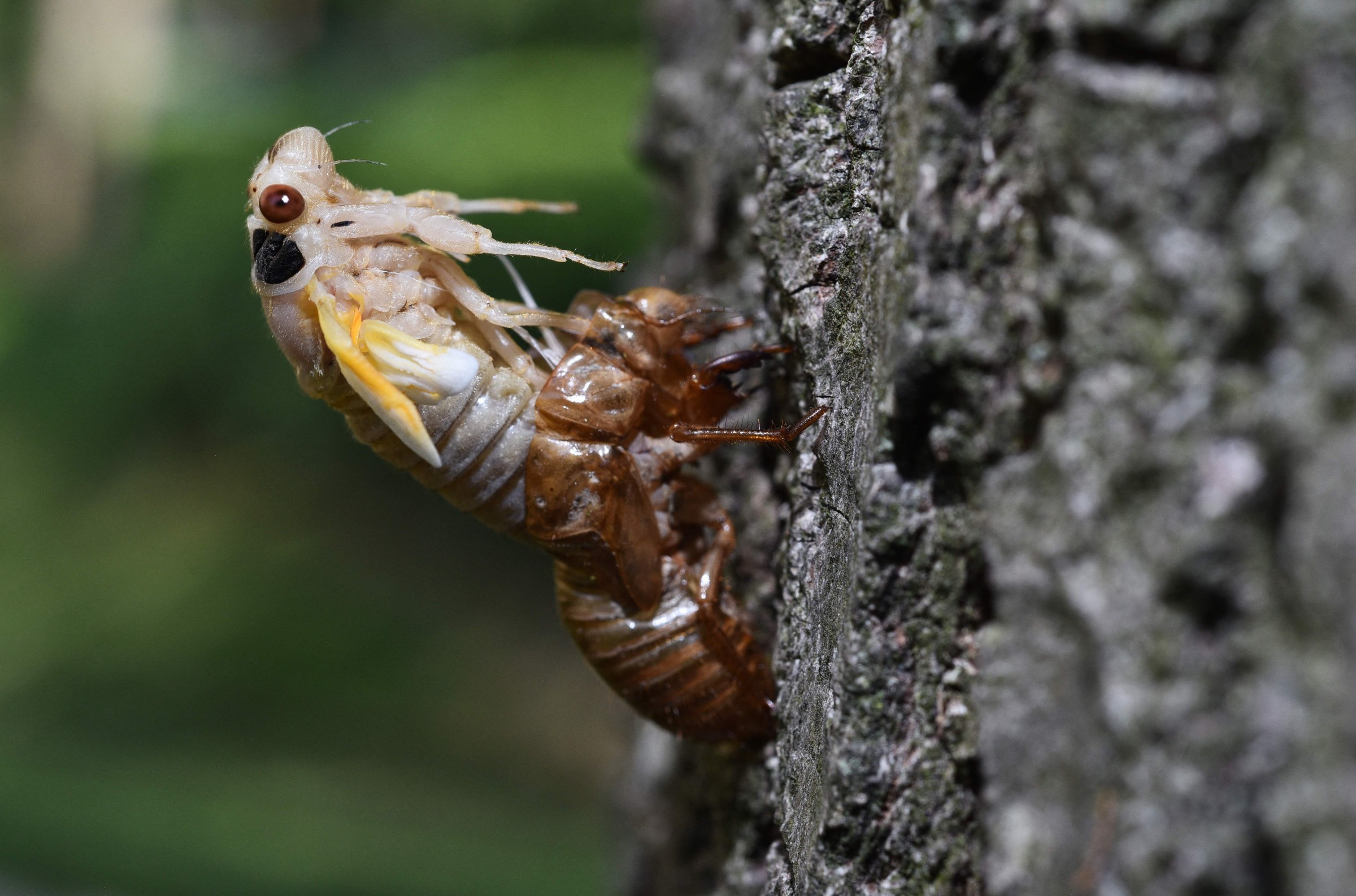 Watch Sir David Attenborough seduce a cicada with the snap of his fingers