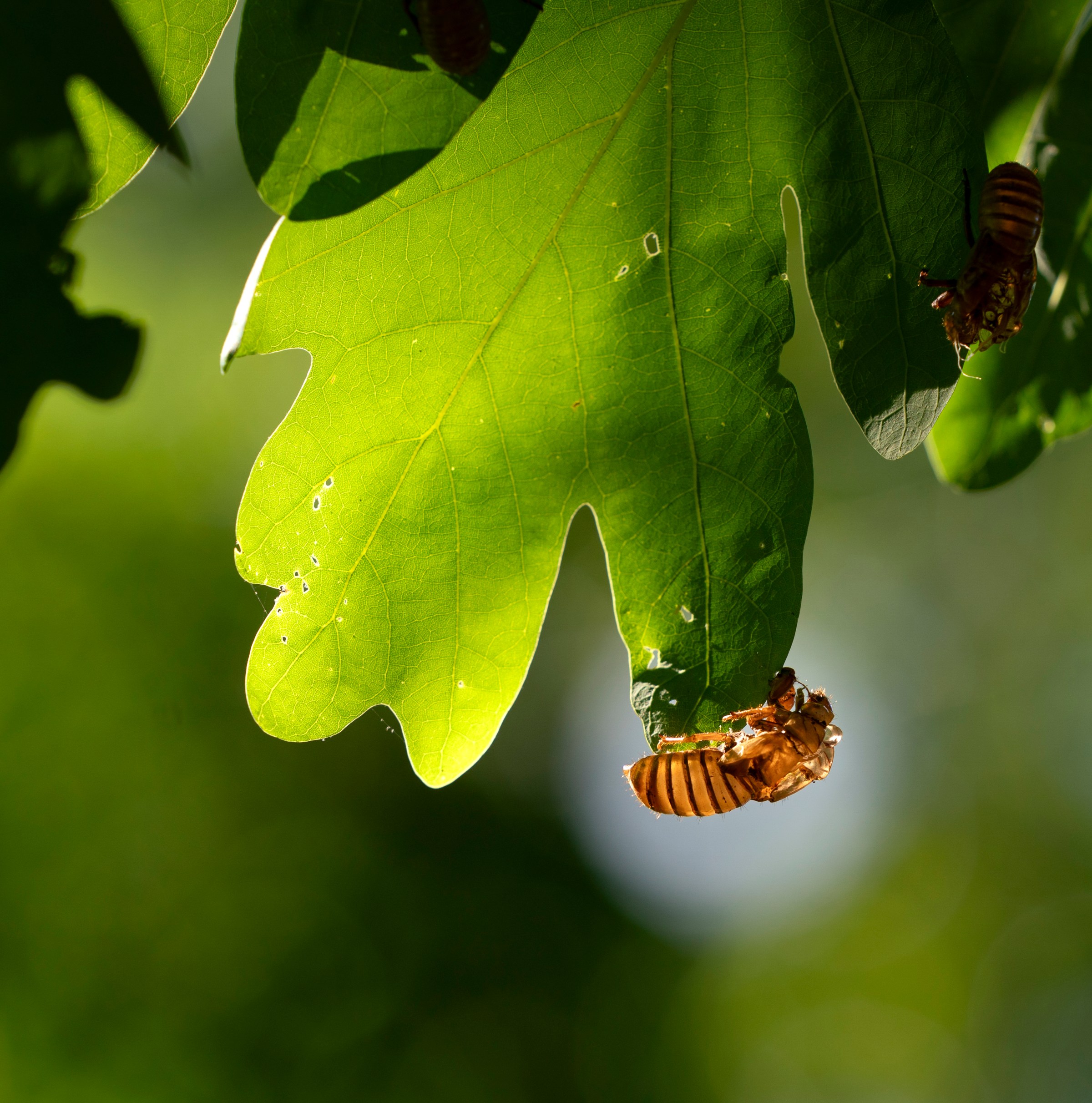 Your guide to 2024’s rare cicadapocalypse