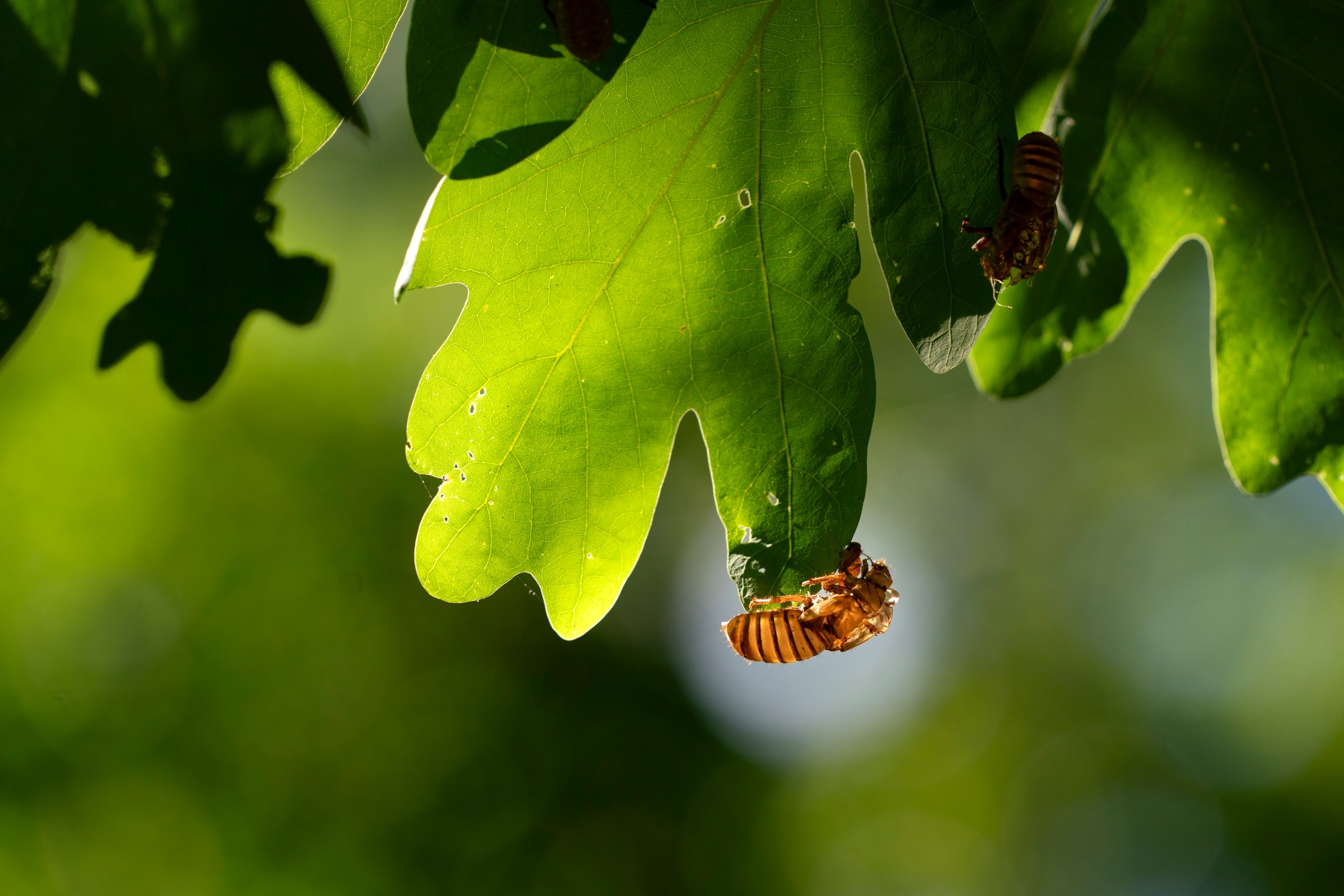 Your guide to 2024’s rare cicadapocalypse