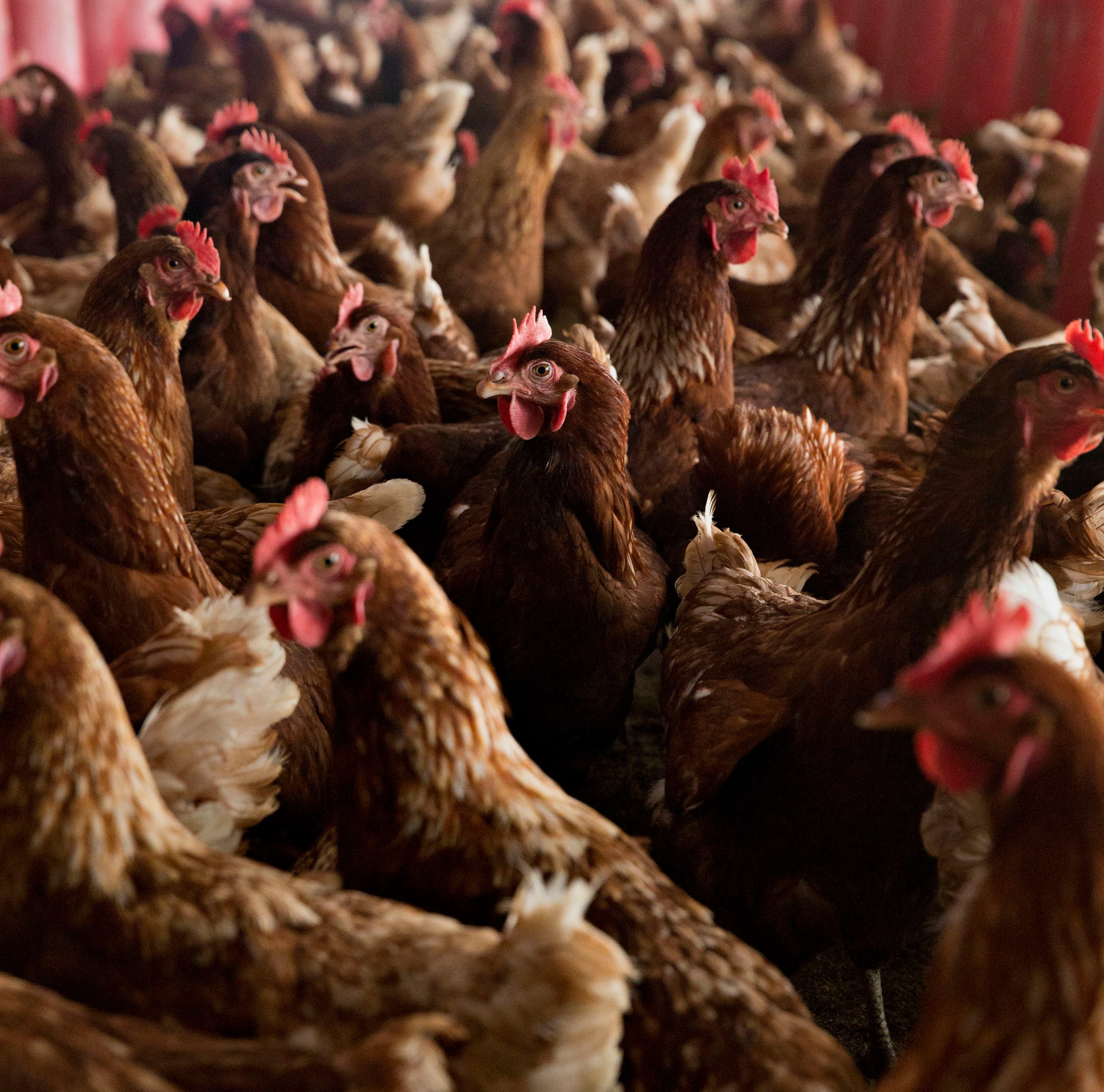 Why aren’t we vaccinating birds against bird flu?