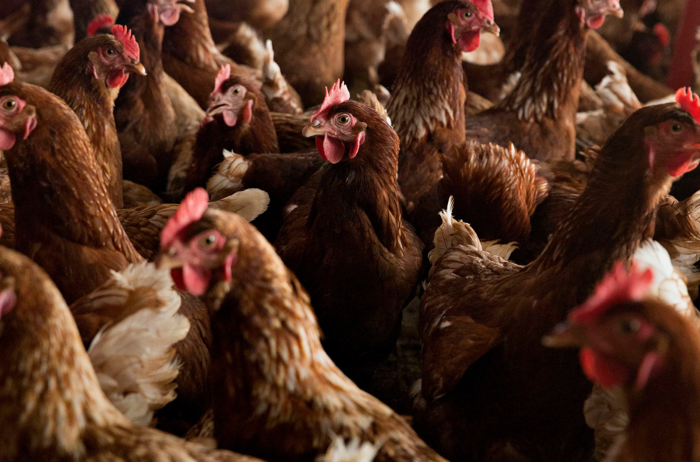 Why aren’t we vaccinating birds against bird flu?