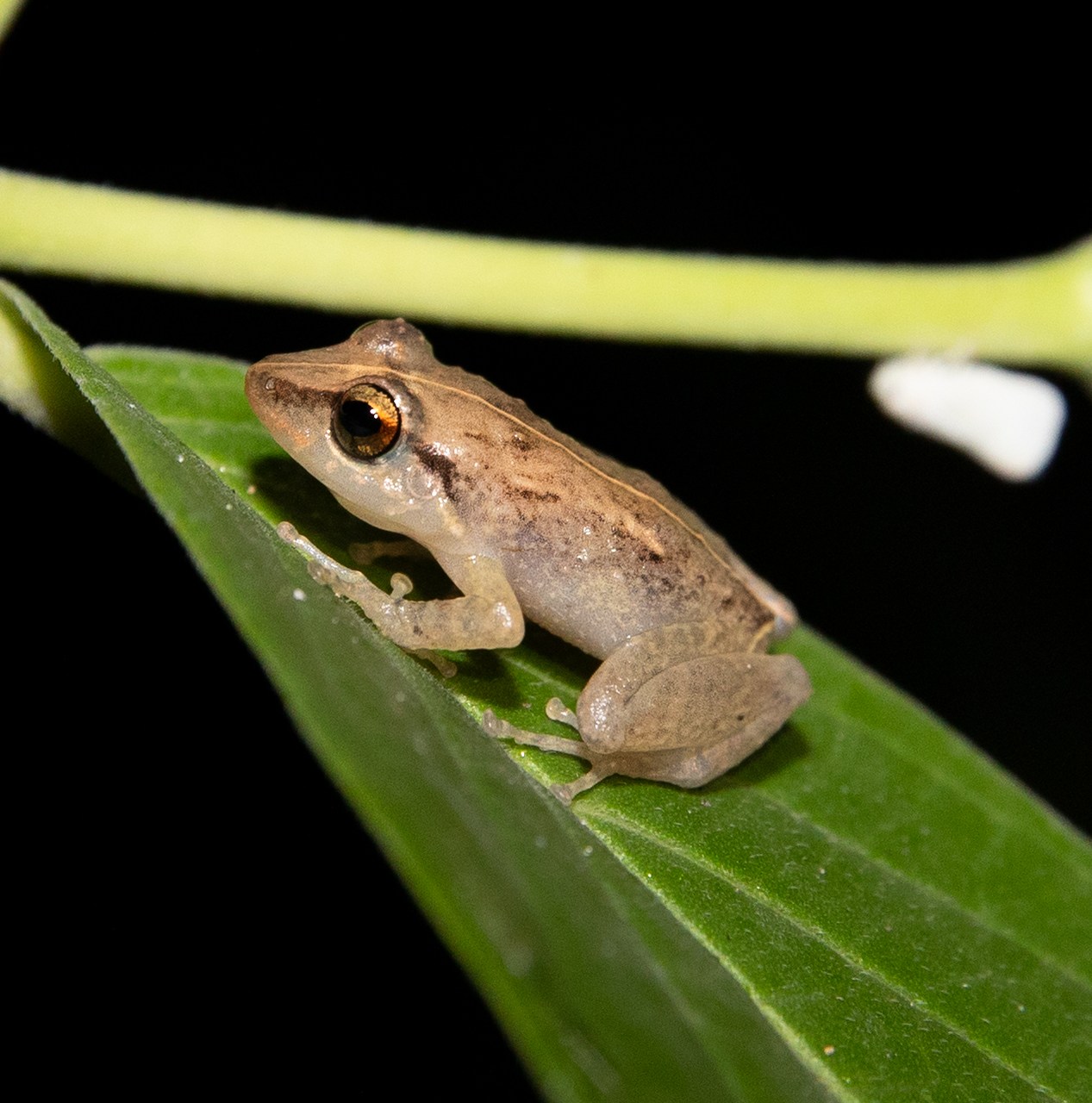 The frogs of Puerto Rico have a warning for us