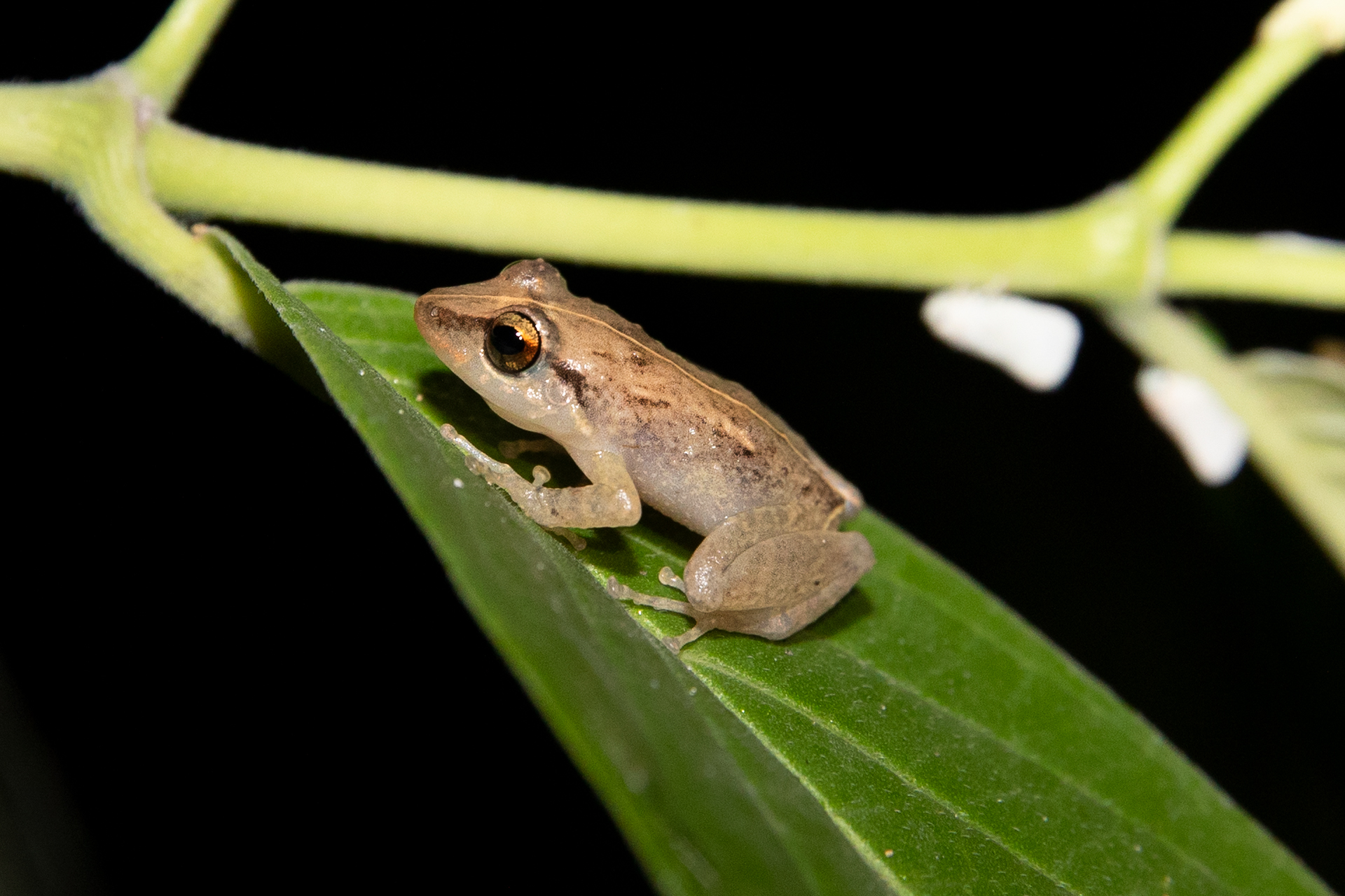 The frogs of Puerto Rico have a warning for us