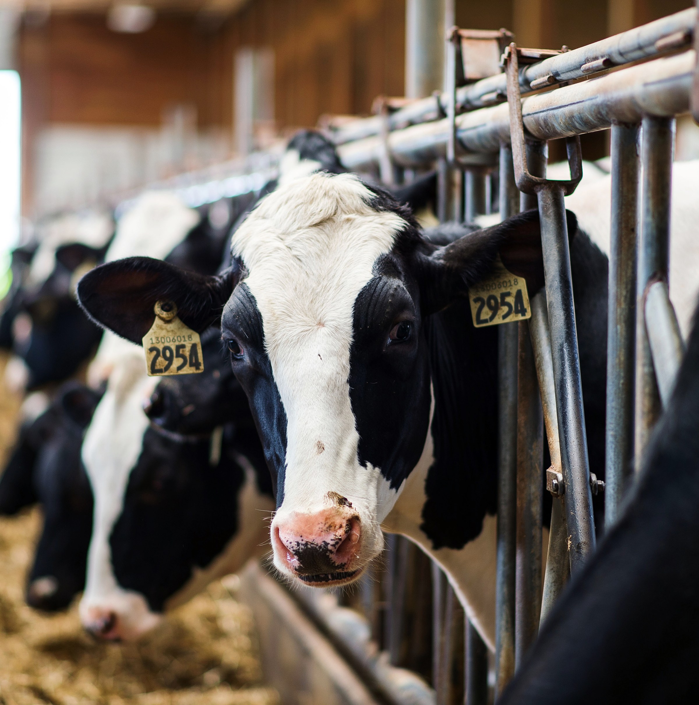 The dairy industry really, really doesn’t want you to say “bird flu in cows”