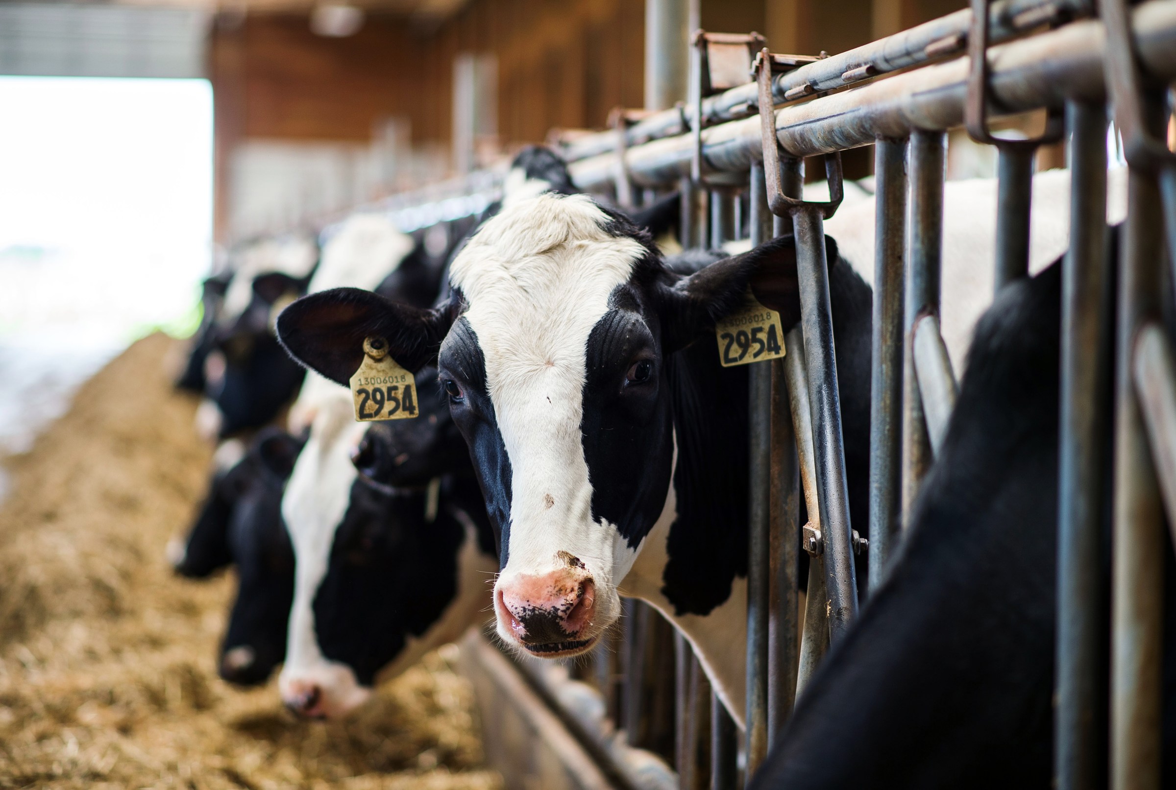 The dairy industry really, really doesn’t want you to say “bird flu in cows”