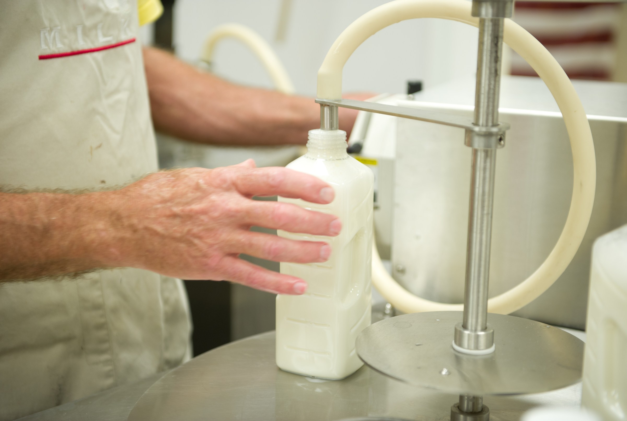 Why do Americans keep drinking raw milk?