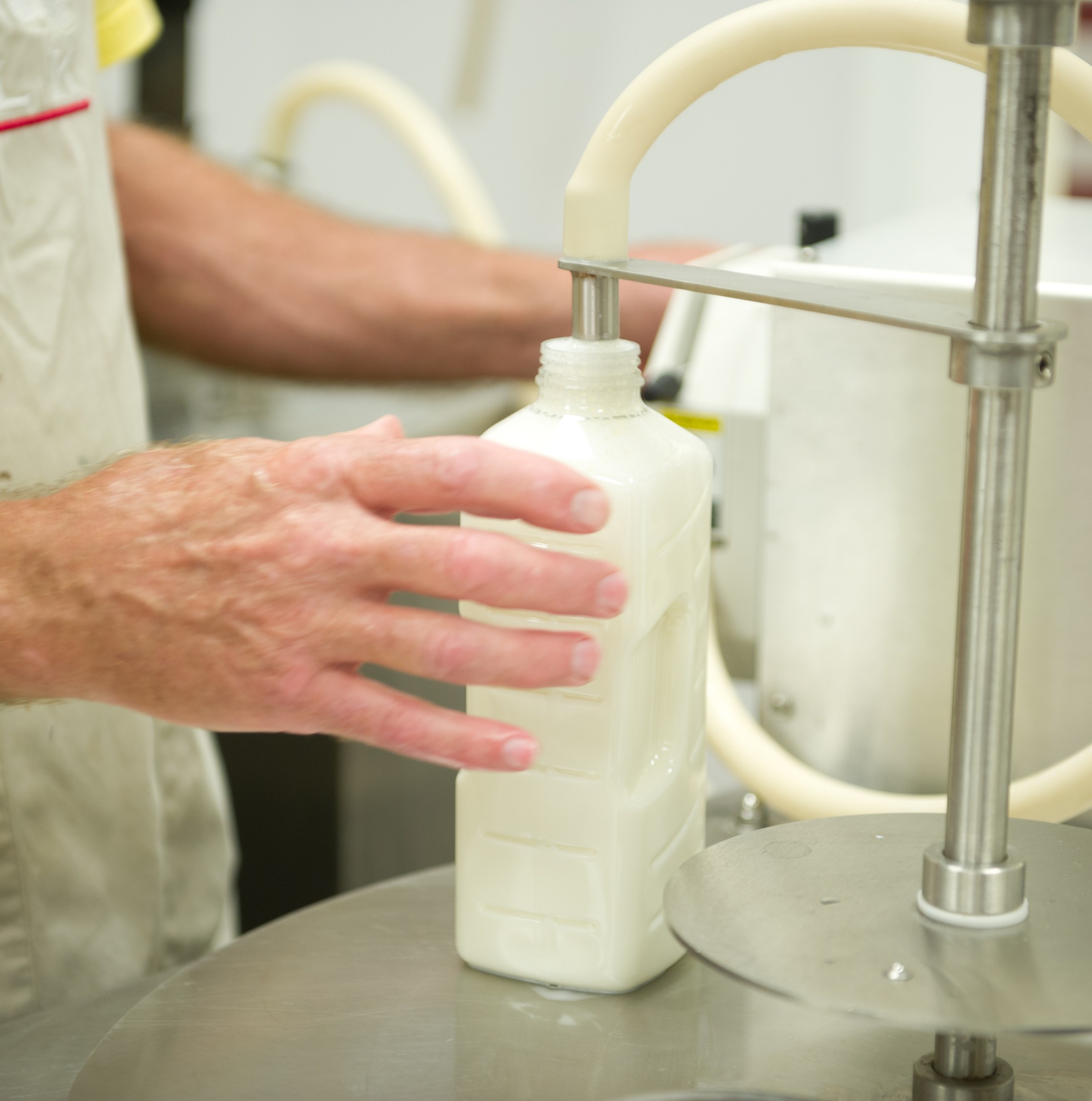 Why do Americans keep drinking raw milk?