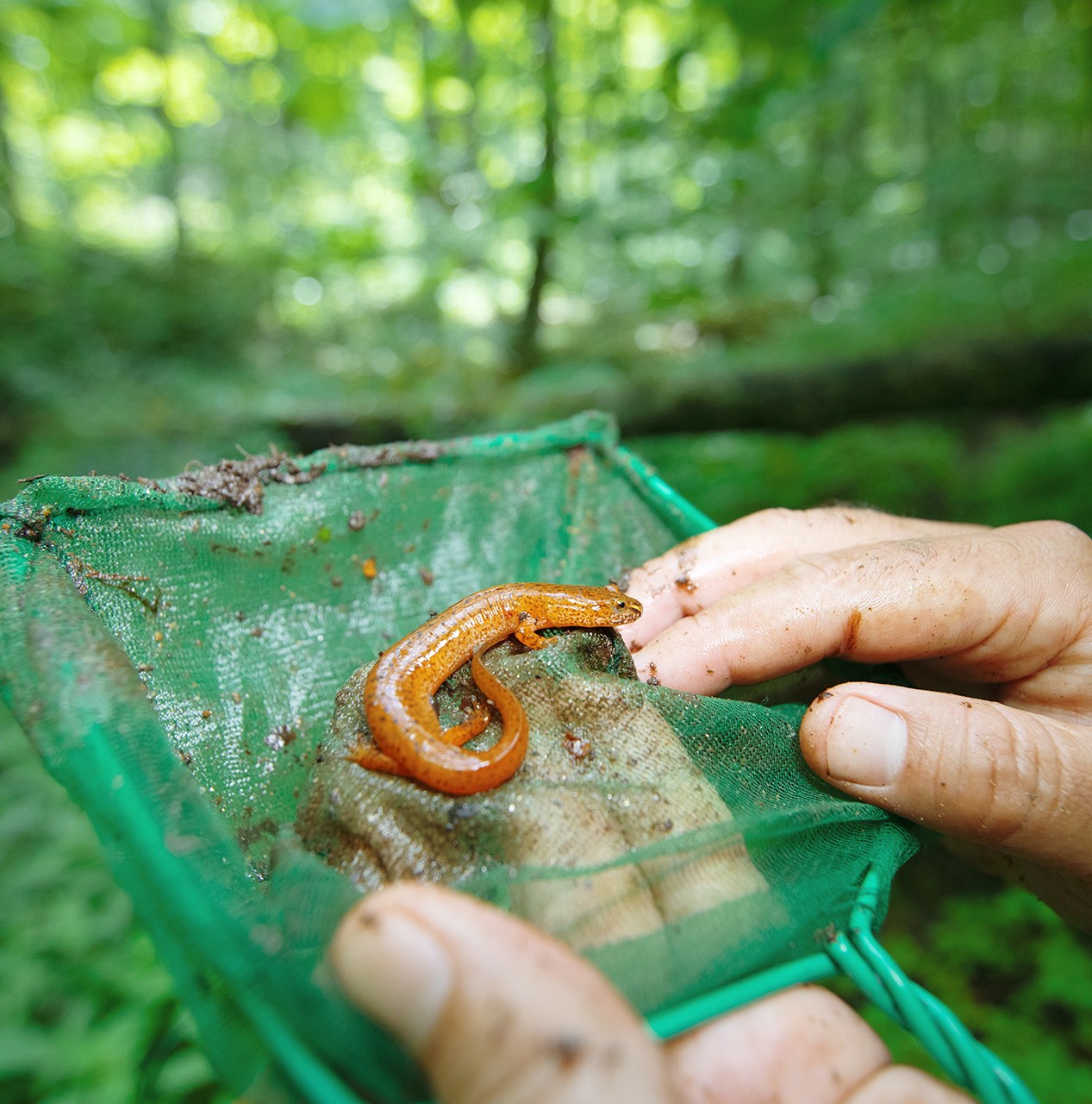 There’s a secret wildlife wonderland hidden in the US — and it’s in danger