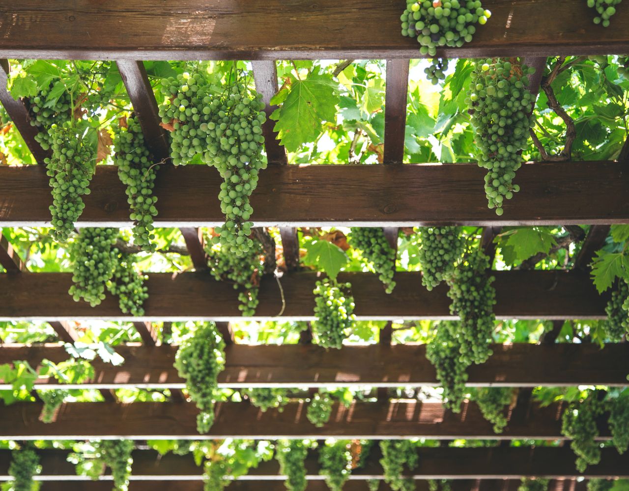 Vineyard in Greece Vineyard in Greece