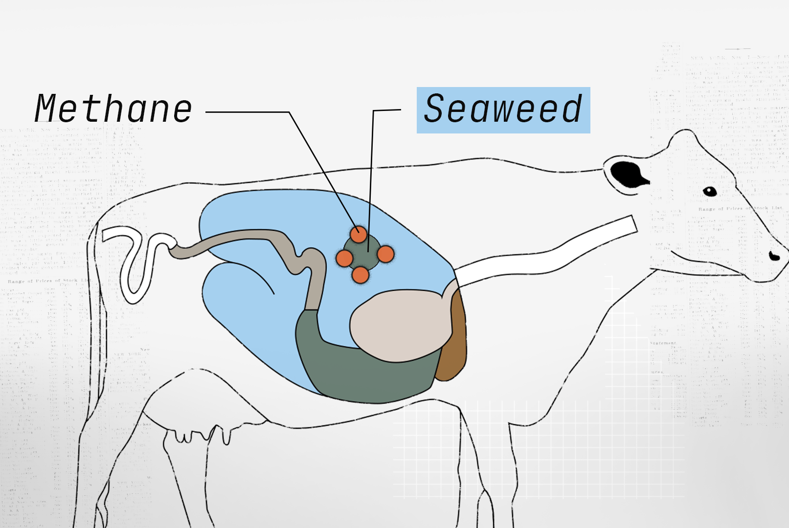 Cow burps are a climate problem. Can seaweed help?