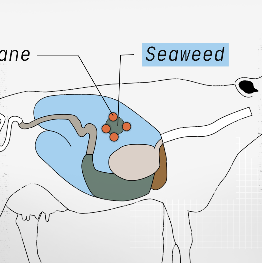 Cow burps are a climate problem. Can seaweed help?